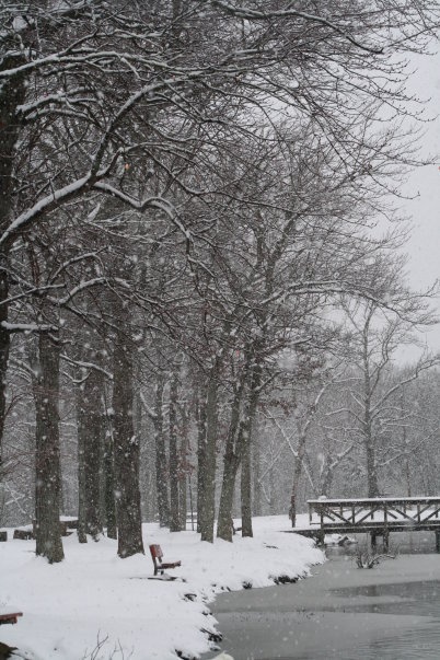 Paradise Park During the Winter